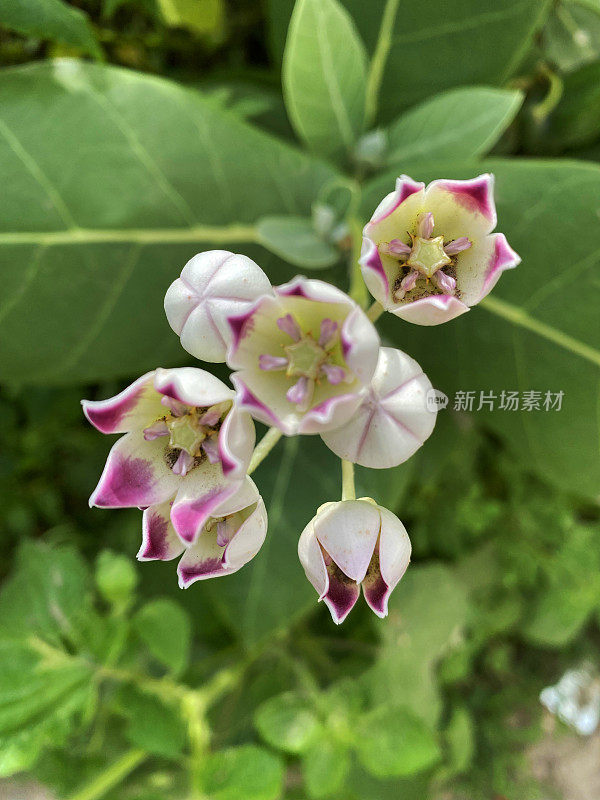 在花坛的白紫色尖端开花的橡胶灌木(Calotropis procera)灌木的全帧图像，灌木叶背景，高架的观点，对前景的焦点